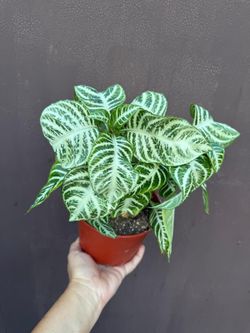 6” snow white zebra