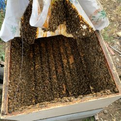 Free Honey Bee Removal