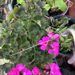 Geranios Rosales Chiles rudas Mucho Más Texteeme En Mezenger O Wuasap