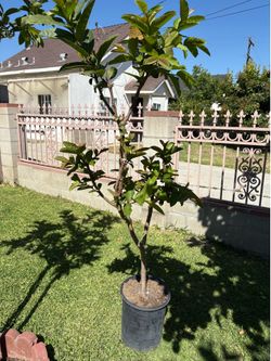 Thai guava
