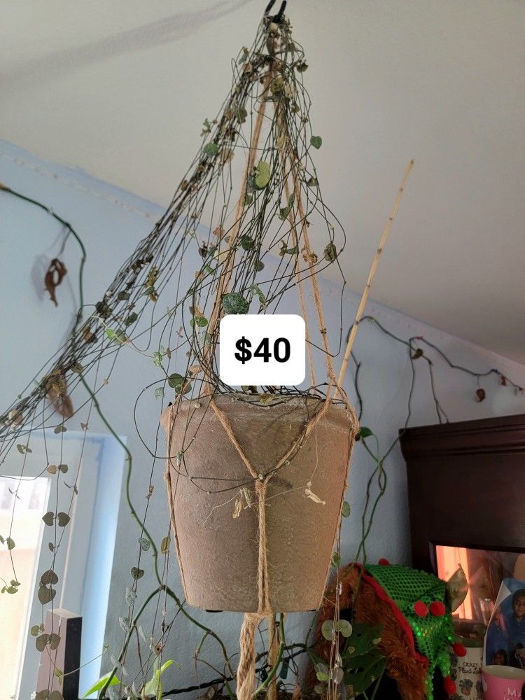 I'm Selling All Deference Plant For $10  Through 80