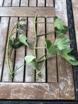 Sweet Potato Cuttings - EDIBLE + GROWS HUGE