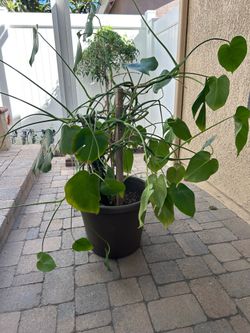 House plant