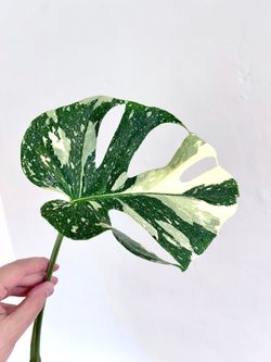 Monstera Thai Constellation (Mid cut)
