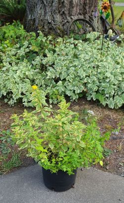 Nice Healthy Oregano Plant With Another Plant