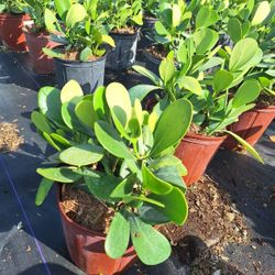 CLUSIA PLANTS FOR SALE!!!