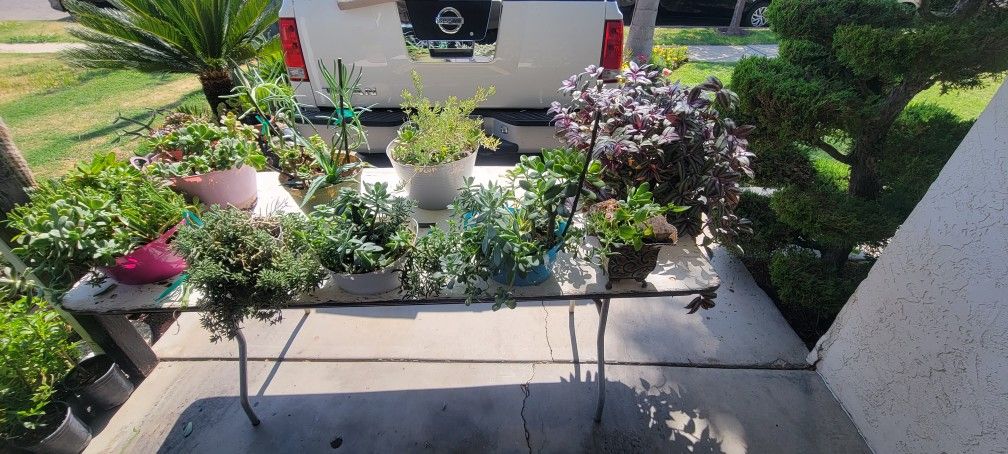 Pots With Succulents 