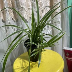 Spider Plant 🪴 
