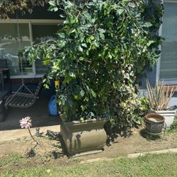 Artificial Ficus Tree 🌳 