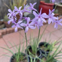 Society Garlic Plants in gal Pot, Each $7
