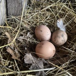 Fresh Farm Eggs 