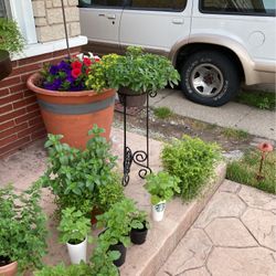 Venta De Plantas 