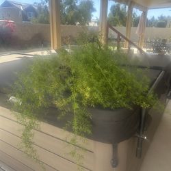 Plant - Asparagus Fern
