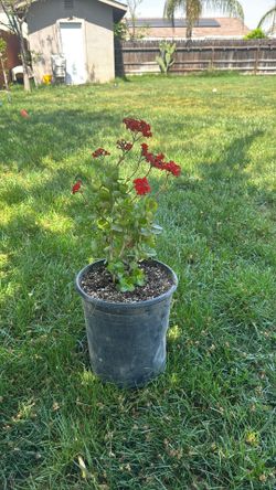 Beautiful Red Flowering Succulent