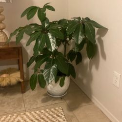 Planta natural 
