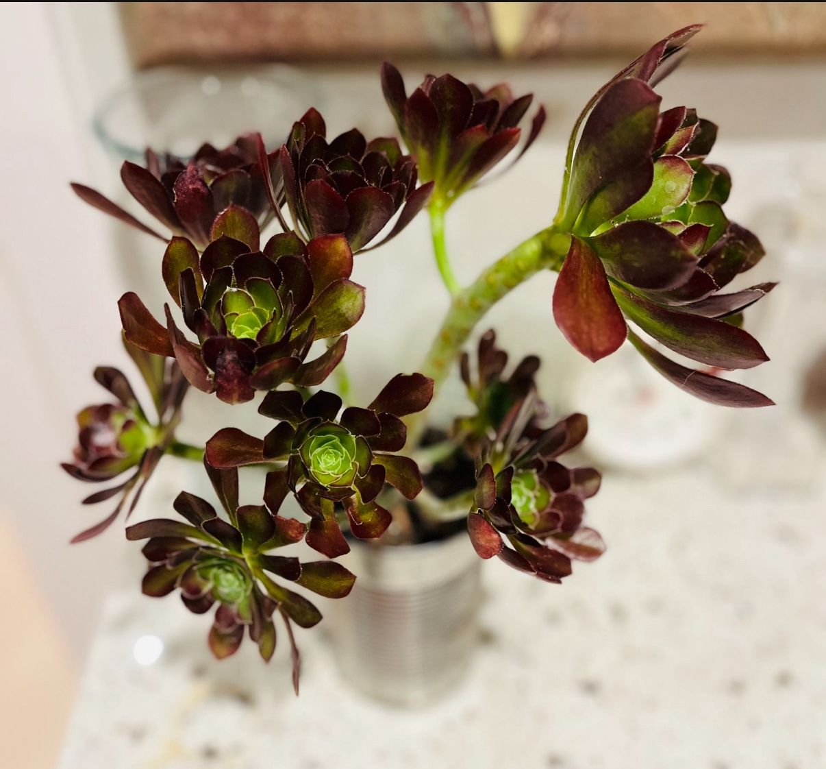 Gorgeous Aeonium Black Rose Succulents Rooted Mature Indoor Outdoor Plants Gift Ideas Home Decor 