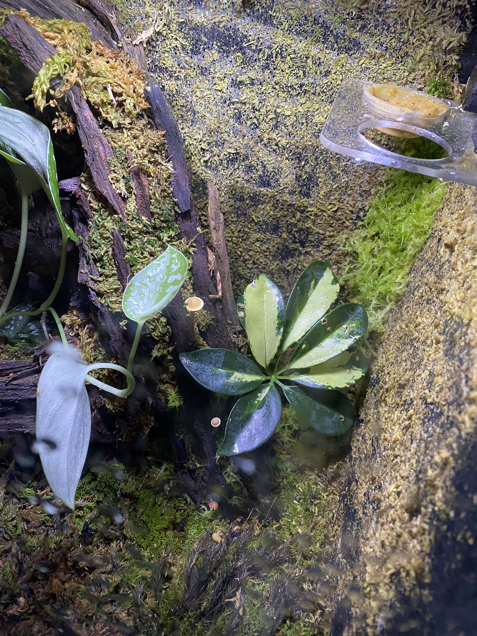 Bio Terrarium