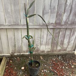 Dragon Fruit Plants 