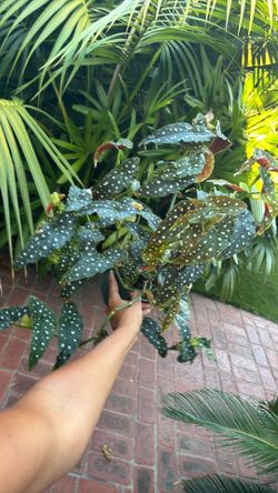 Begonia Maculata Polka Dot plant 6” pot