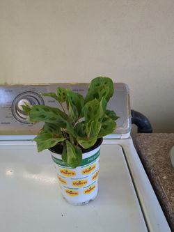Potted Plant