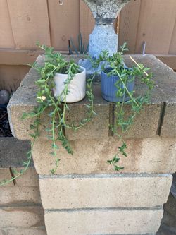 String Of Dolphins Senecio Peregrinus Succulent Plant In Small Ceramic Planter