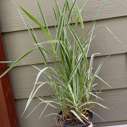 Ornamental Variegated RIBBON GRASS Perennial Plant.