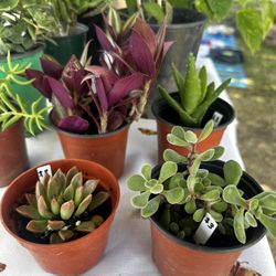 Plants ! 