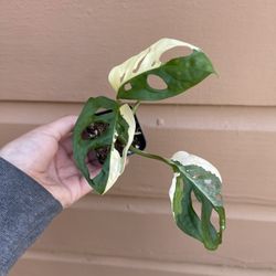 variegated monstera adansonii new leaf on the way 