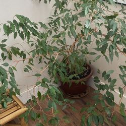 Ficus Plant