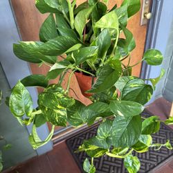 Tons Of Healthy Golden Pothos Plants