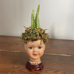 Adorable Vintage Re-imagined Doll Head Pot On Base With Live Aloe Vera 