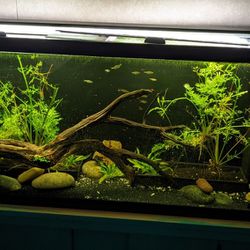 55 Gallon Aquarium And All Accessories (Planted And Stocked)