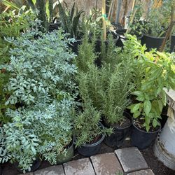 Rosemary.Ruda.Basil 🌿Plans $10 Each