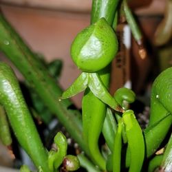 Rare Darlingtonia Californica  Cobra Lily