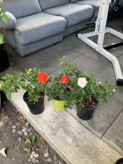Outdoor rose