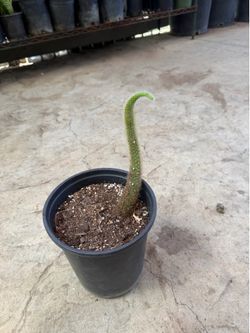 Monkey tail cactus