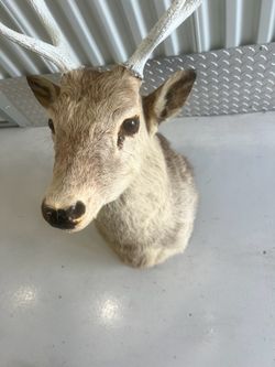 Deer 🦌 Head