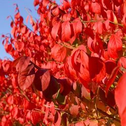 Dwarf Burning Bush 3 Gallon - 2 Left