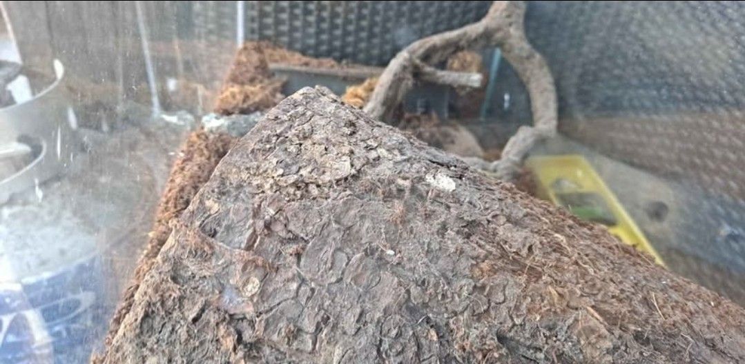 Tarantula cage with dirt and
other items