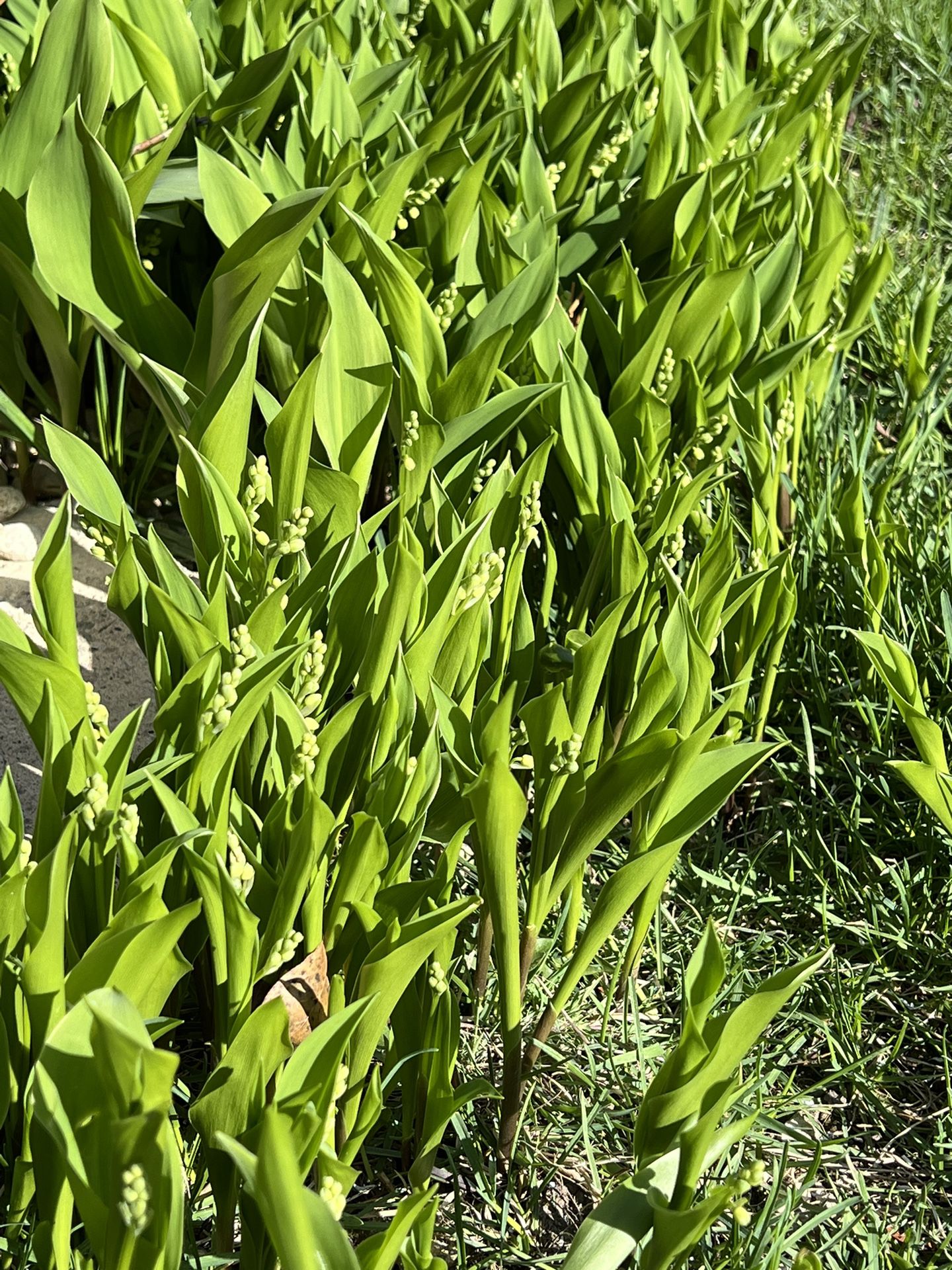 Free Lily of the Valley Plants