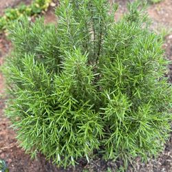 Rosemary Plant 
