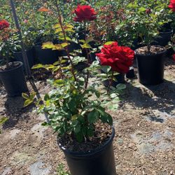 Rose bush