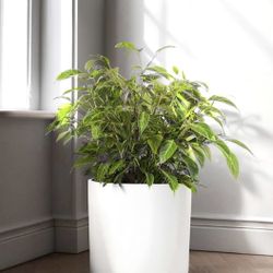 Fox & Fern 10 Inch Plant Pot with Drainage - Premium Lightweight Fiberstone Matte White Plant Pot
