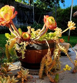 Succulent With Barrel Planter