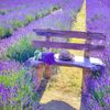 Lavender 🌿
