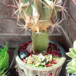 POTTED CACTUS FEROCACTUS EMORYI