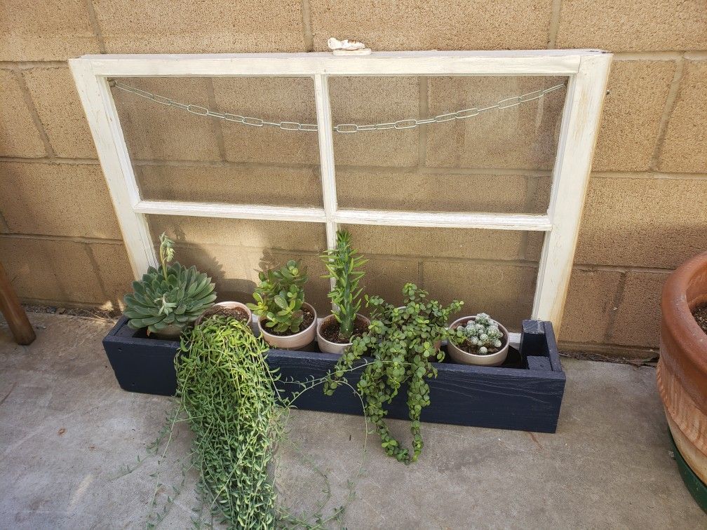 Suculants vintage window planter