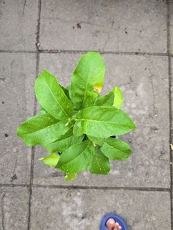 Lemon plant