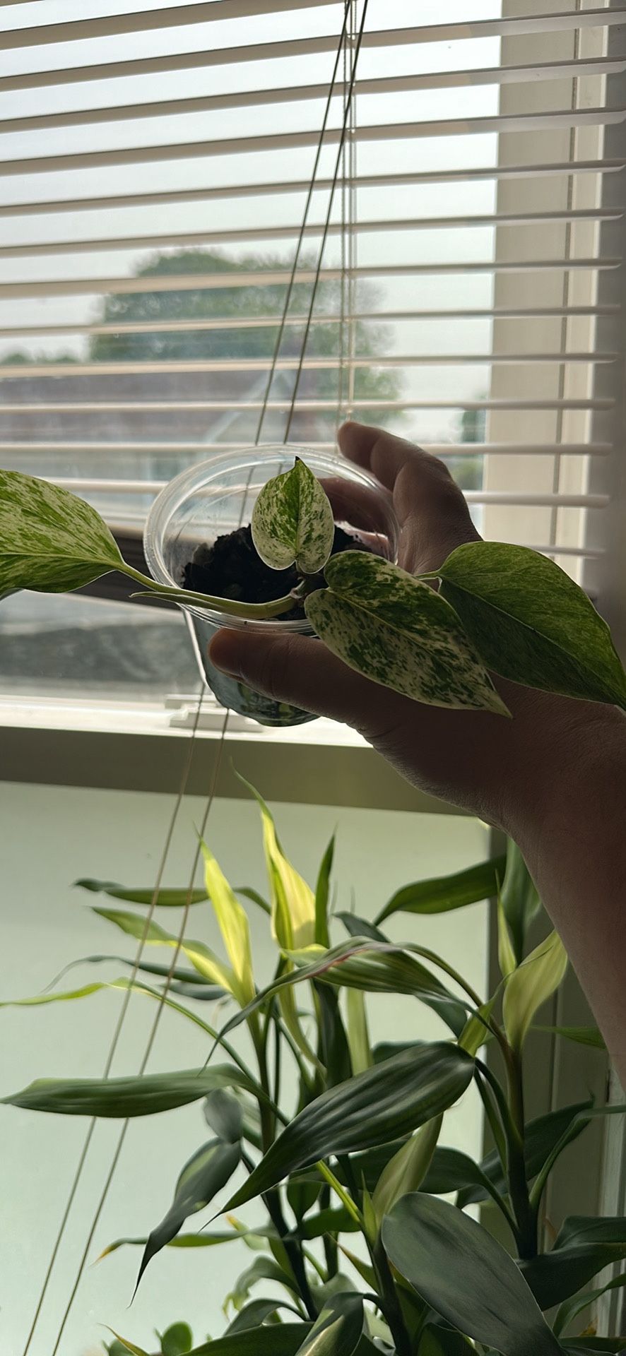Pothos Marble Queen Plant