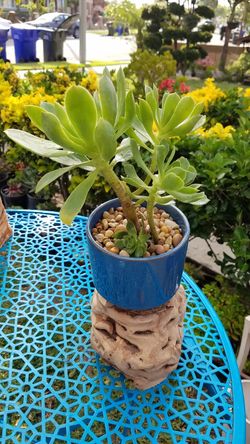 Ceramic pot succulent plant